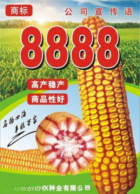 玉米海报