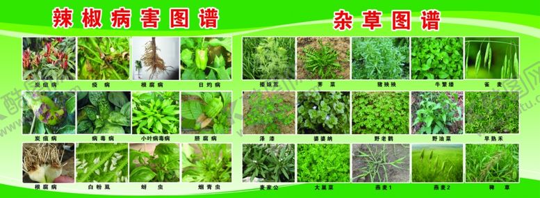 编号：45068102221958291255【酷图网】源文件下载-辣椒病害图谱杂草图谱