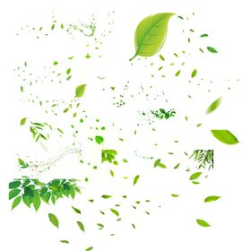 绿叶素材