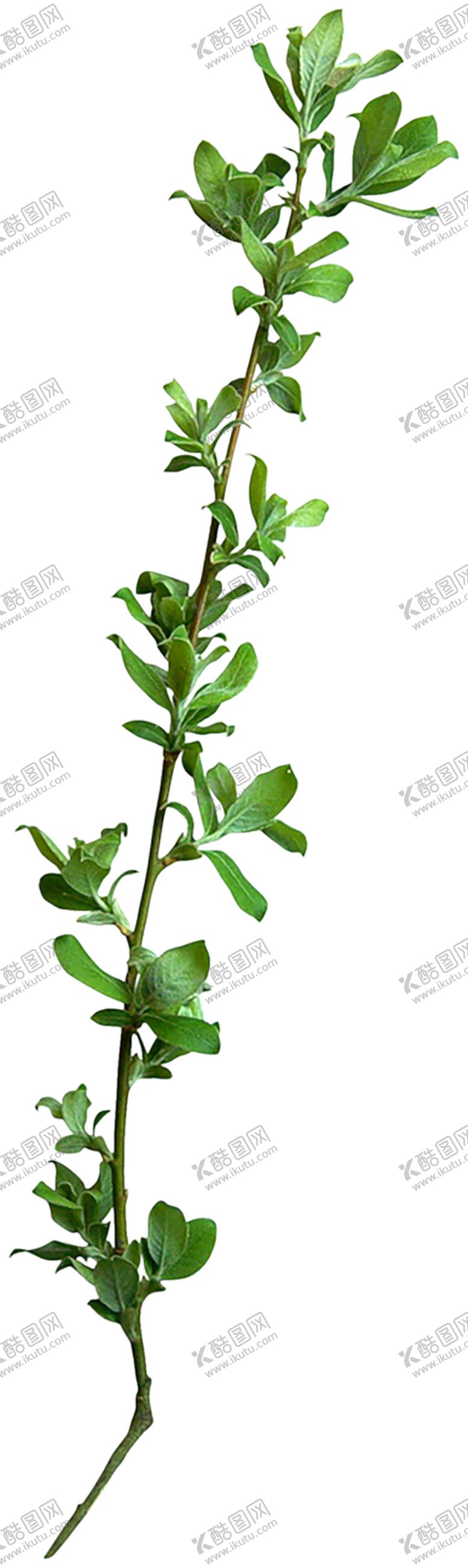 编号：79094209151214342551【酷图网】源文件下载-植物