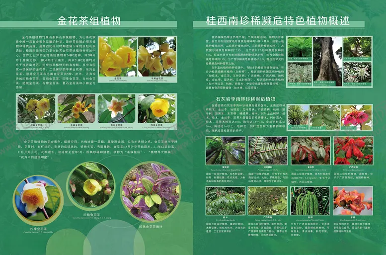 编号：19892502221815378965【酷图网】源文件下载-金花茶展板