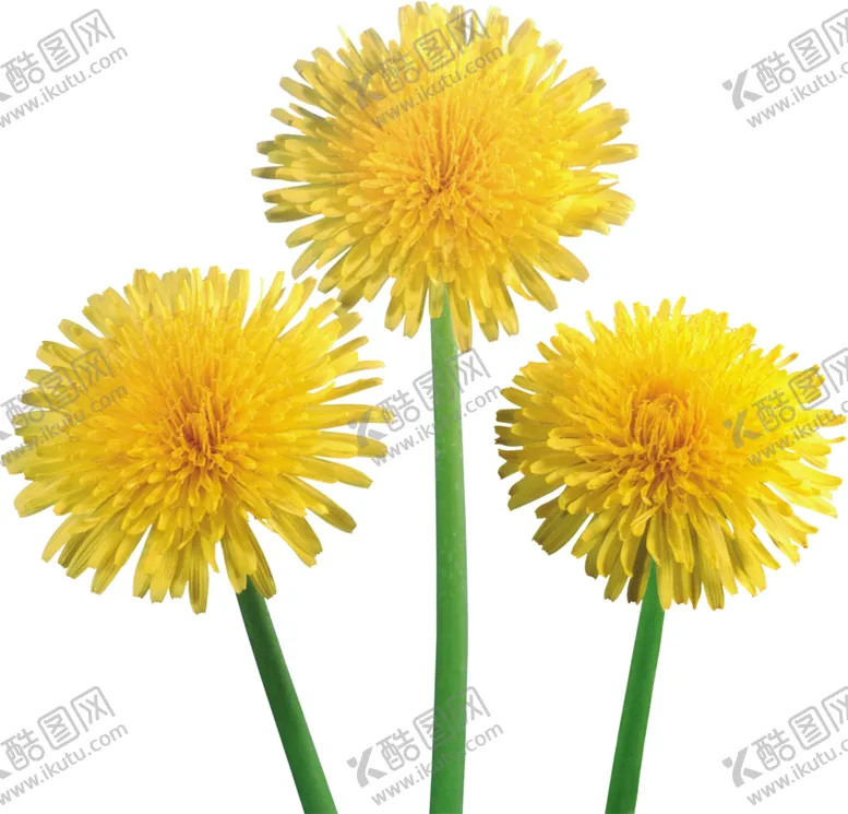 编号：54698406261113491988【酷图网】源文件下载-菊花