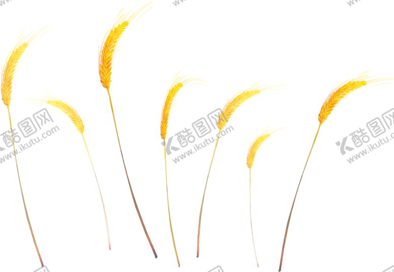 编号：91763907050201558740【酷图网】源文件下载-透明小麦png素材