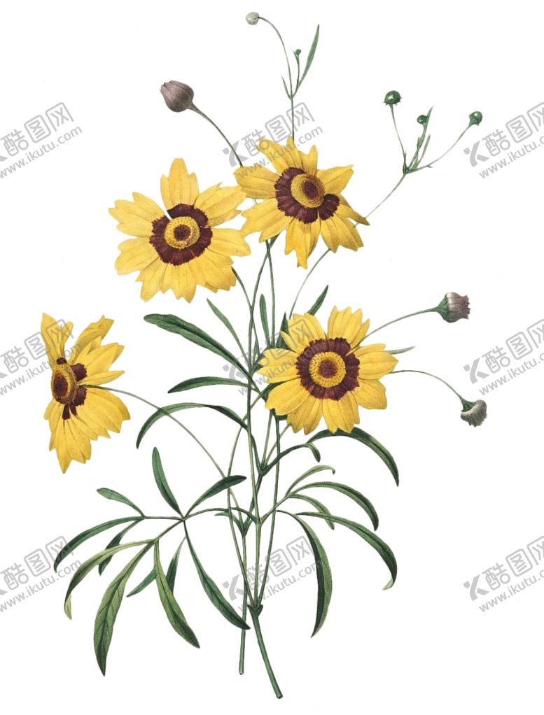 编号：71241306231749073166【酷图网】源文件下载-复古花