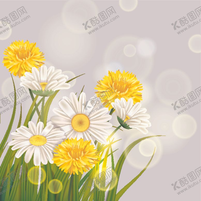 编号：53418410240037362722【酷图网】源文件下载-雏菊