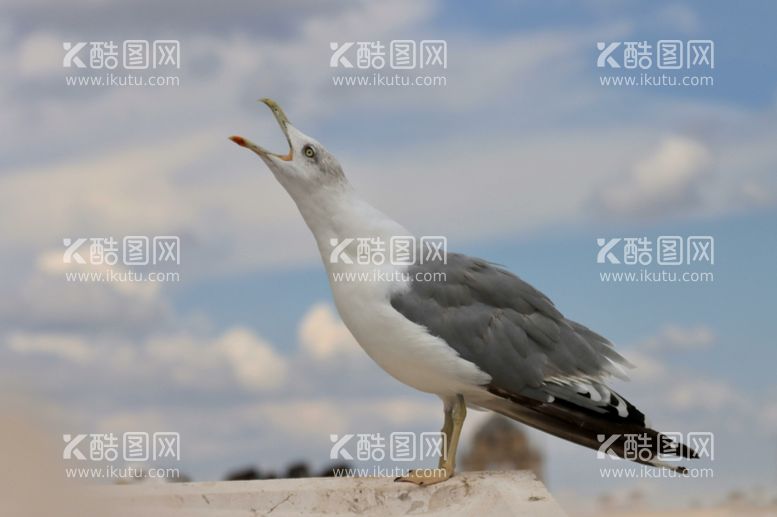 编号：23838712211931207492【酷图网】源文件下载-海鸥