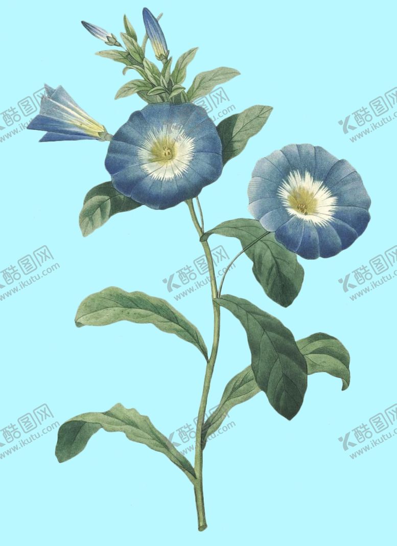 编号：16772910072215169302【酷图网】源文件下载-手绘花