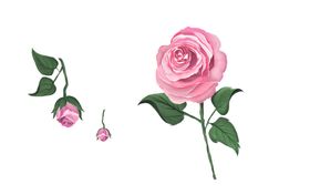 原创手绘花卉