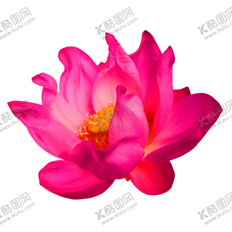 编号：40014606171344481373【酷图网】源文件下载-鲜花装饰