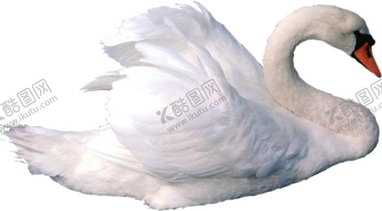 编号：92389409260639001137【酷图网】源文件下载-天鹅