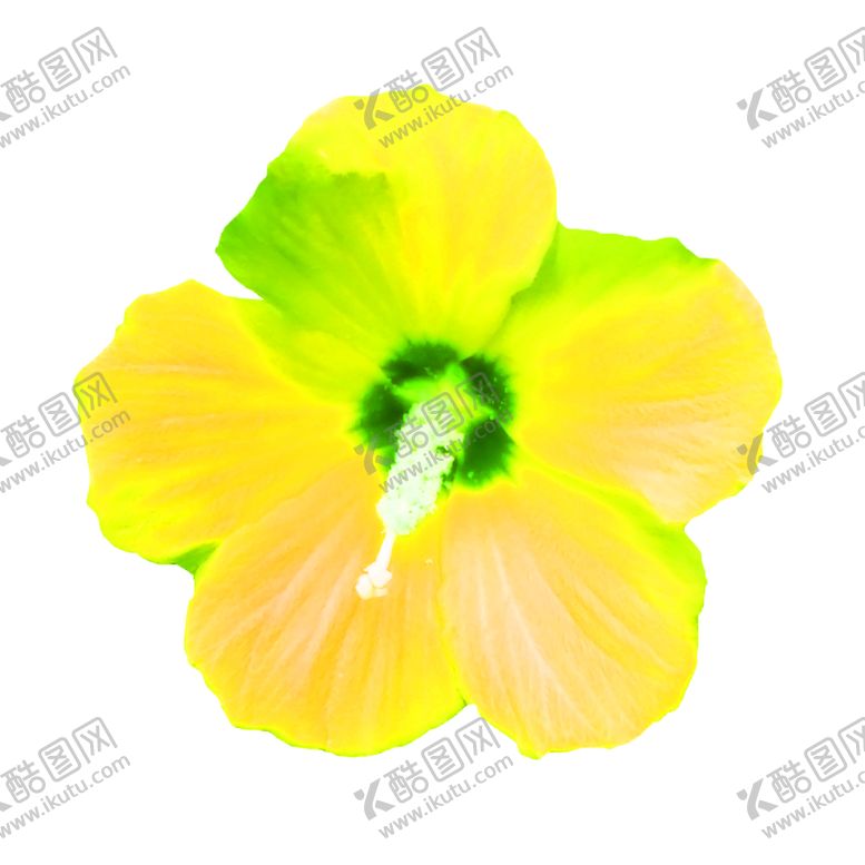 编号：97670210201140489365【酷图网】源文件下载-花素材