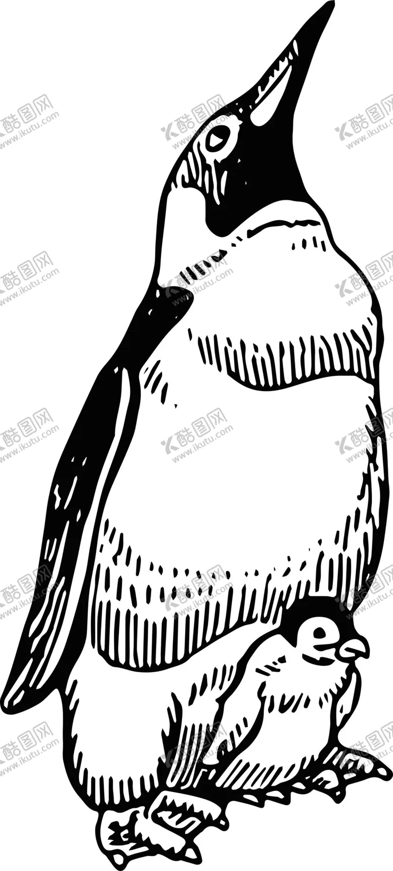 编号：24539110231035351362【酷图网】源文件下载-企鹅