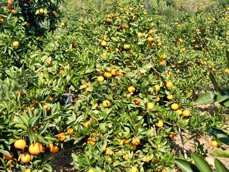 编号：22233910120833537973【酷图网】源文件下载-桔子