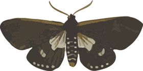 蝴蝶昆虫插画