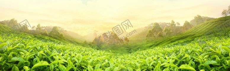 编号：21430009200102217132【酷图网】源文件下载-茶叶小清新绿色