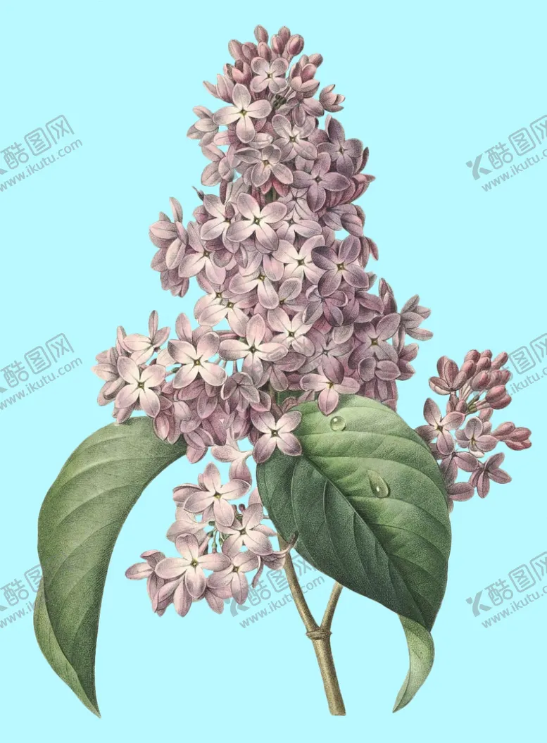 编号：99517906280601018727【酷图网】源文件下载-手绘花