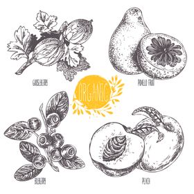 蔬菜素描