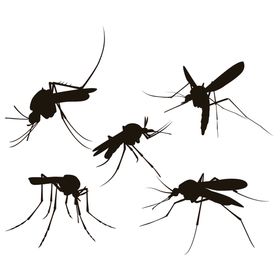 蚊子相关