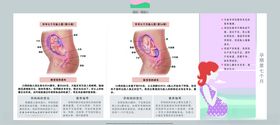 孕妈妈及胎宝宝变化第七个月