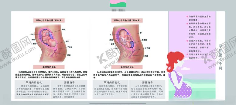 编号：74482605151027567256【酷图网】源文件下载-孕妈妈及胎宝宝变化第七个月