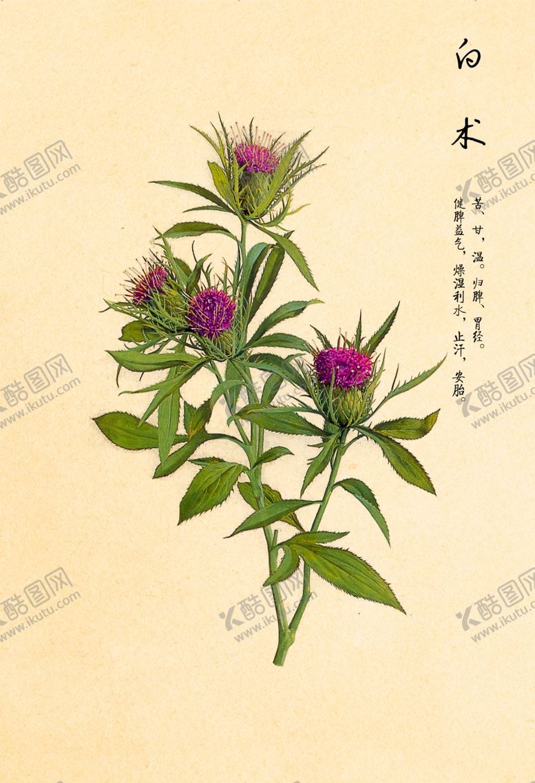 编号：66447509290058134527【酷图网】源文件下载-白术