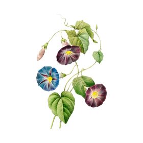 花卉插图