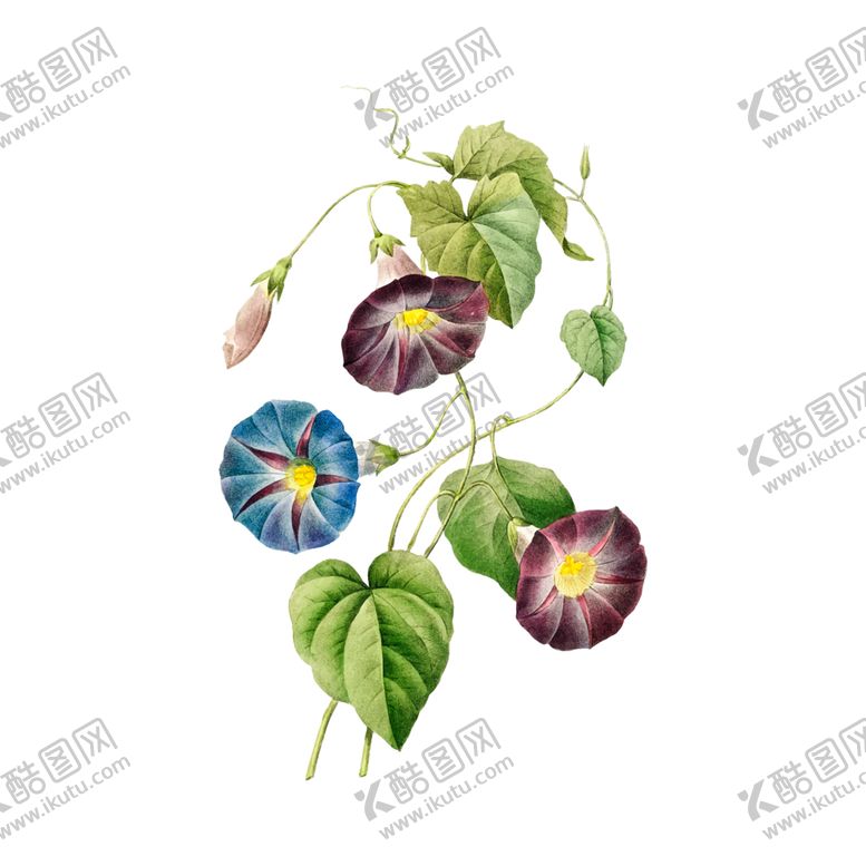 编号：92653205130934357394【酷图网】源文件下载-花卉插图