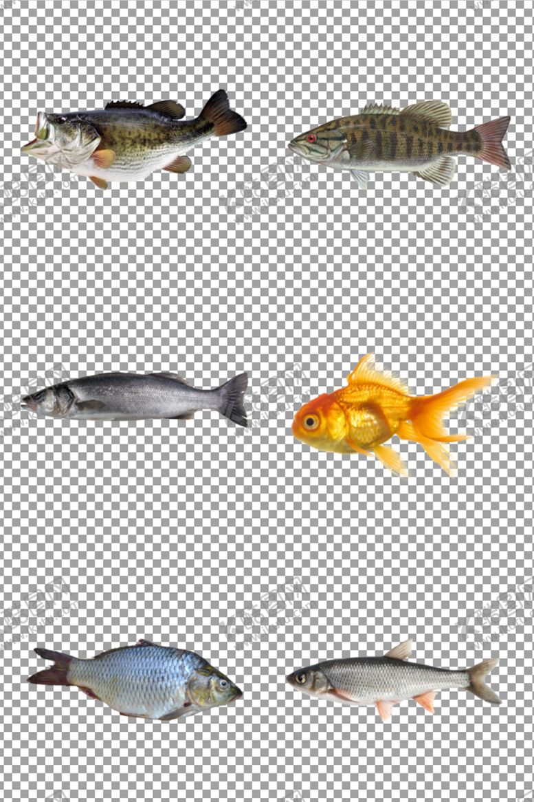 编号：36258010150909299643【酷图网】源文件下载-小鱼