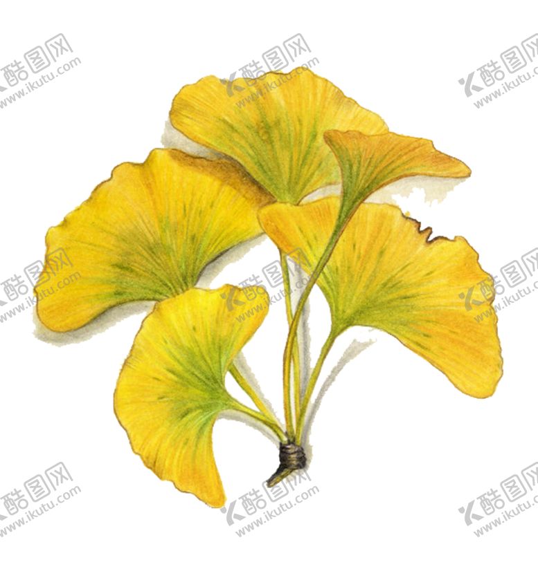 编号：61034309130211358355【酷图网】源文件下载-银杏叶