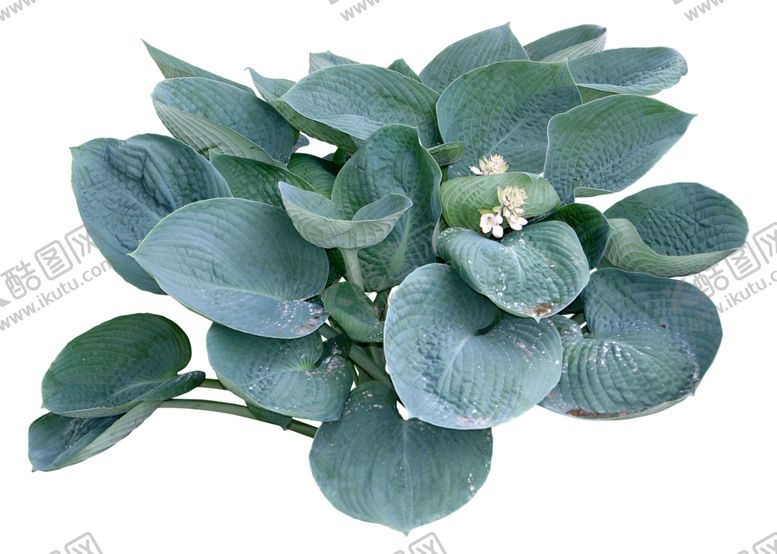 编号：64037610122203026609【酷图网】源文件下载-免扣植物花卉