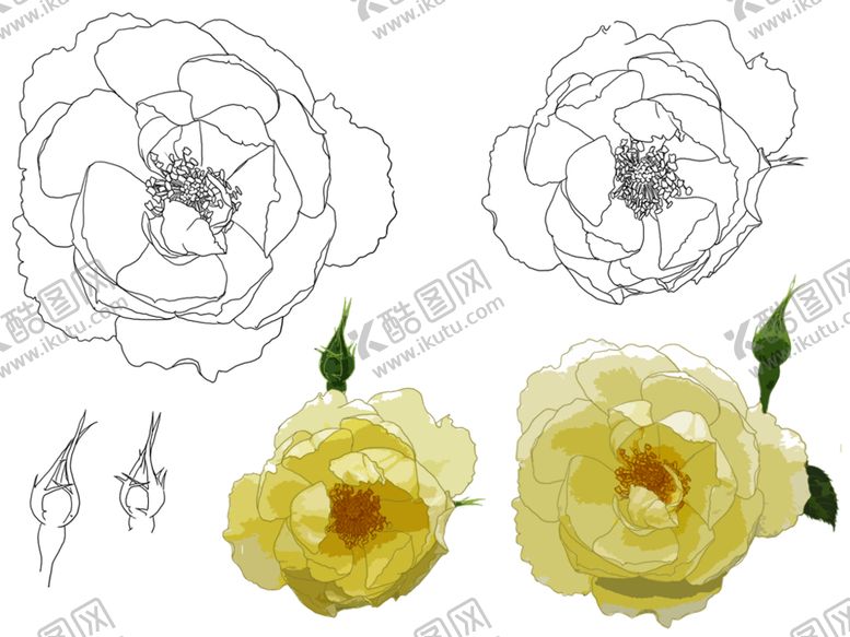 编号：79930610131419465360【酷图网】源文件下载-花卉素描