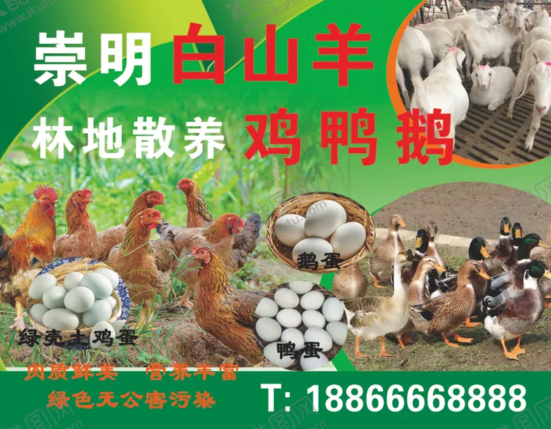编号：35706103081141273651【酷图网】源文件下载-鸡鸭鹅