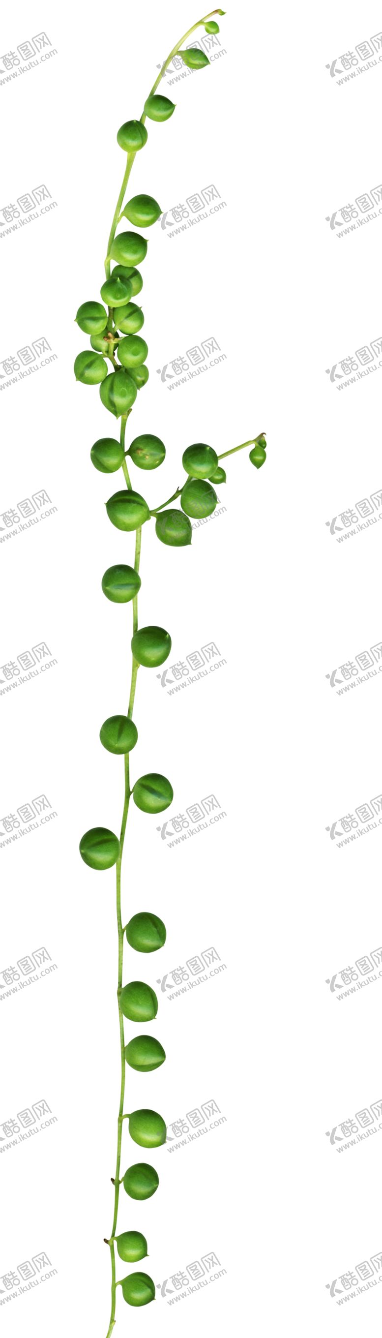 编号：99111410292144145927【酷图网】源文件下载-绿色植物