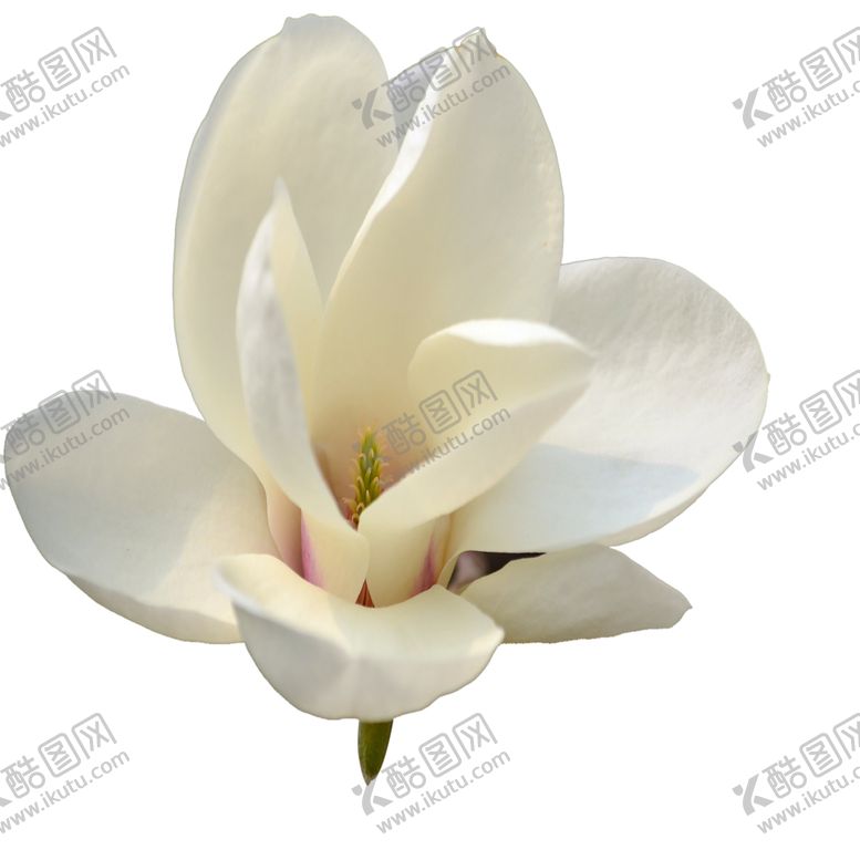 编号：31118107022004597391【酷图网】源文件下载-手绘植物花卉