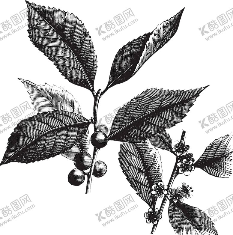 编号：40829210020756189400【酷图网】源文件下载-植物