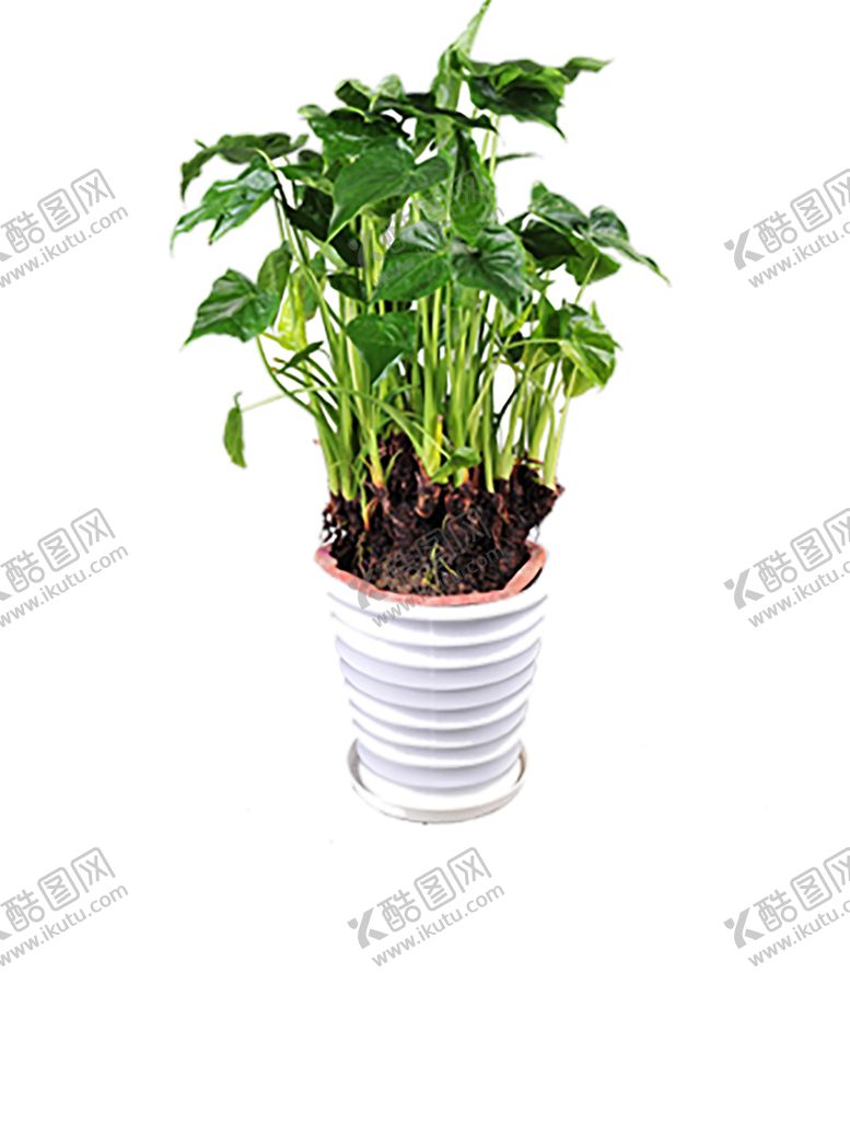 编号：95576409160434219827【酷图网】源文件下载-绿色植物