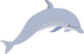 海豚