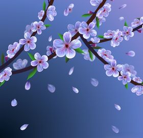 樱花