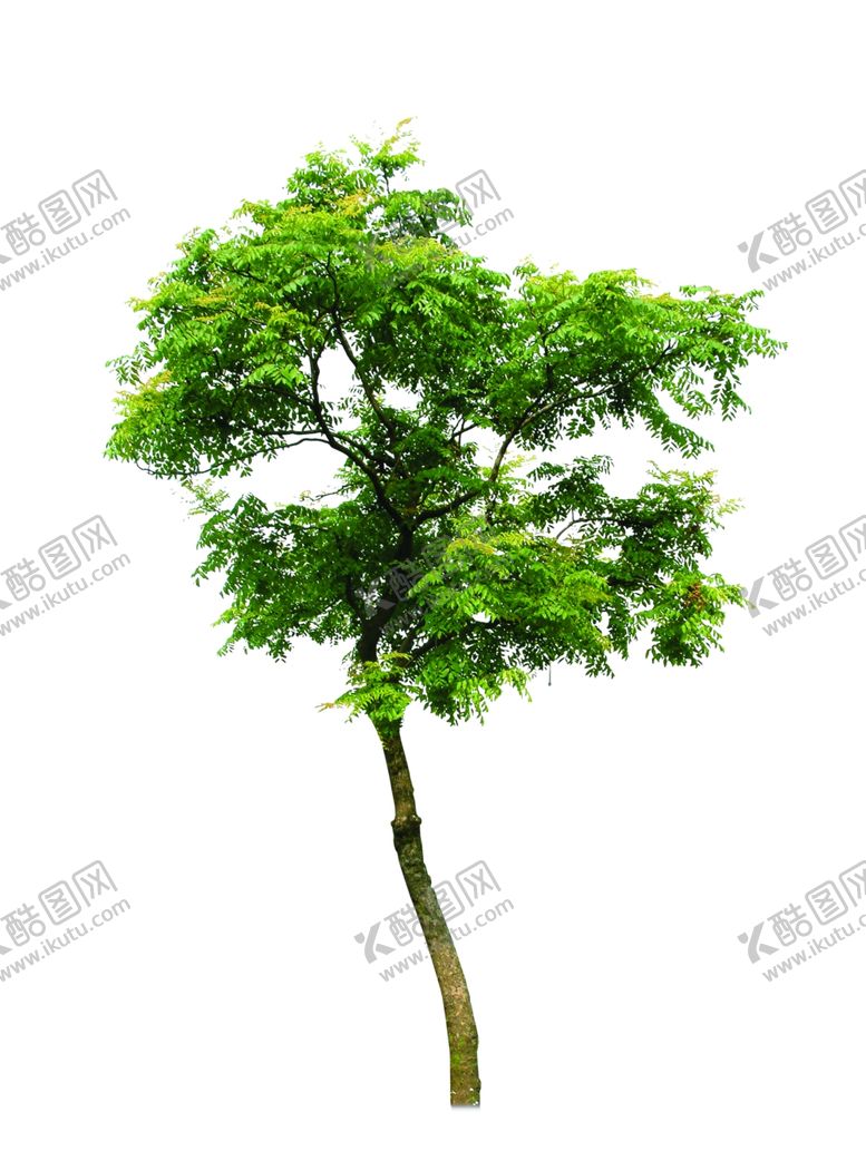 编号：27865610241633215866【酷图网】源文件下载-单体树