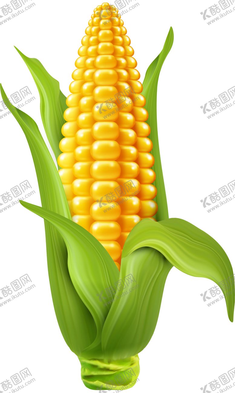 编号：58854802131531018351【酷图网】源文件下载-玉米图片