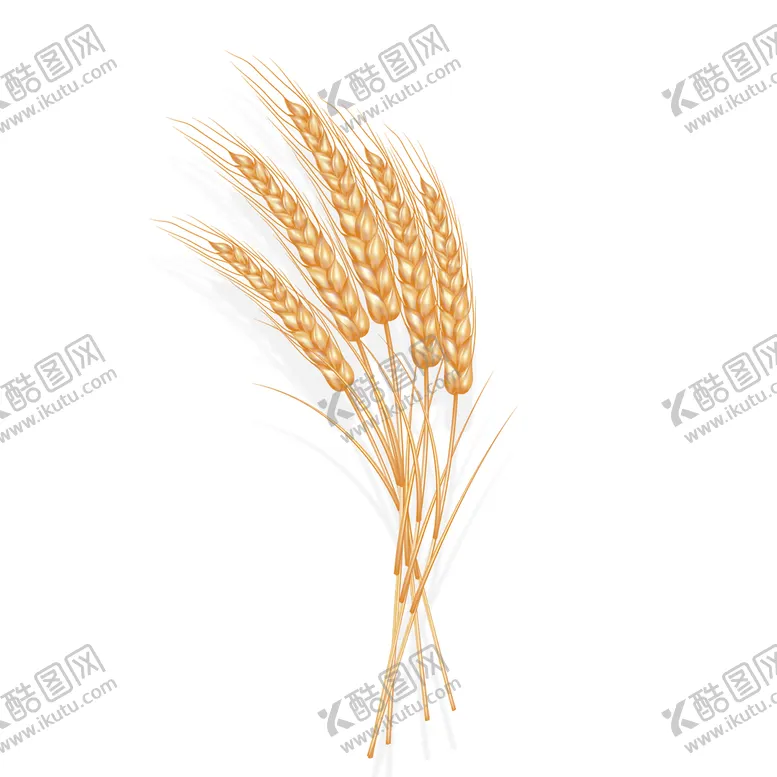 编号：29045609122137534863【酷图网】源文件下载-麦穗