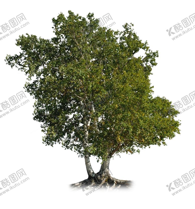 编号：72707407071018262197【酷图网】源文件下载-高清树单体
