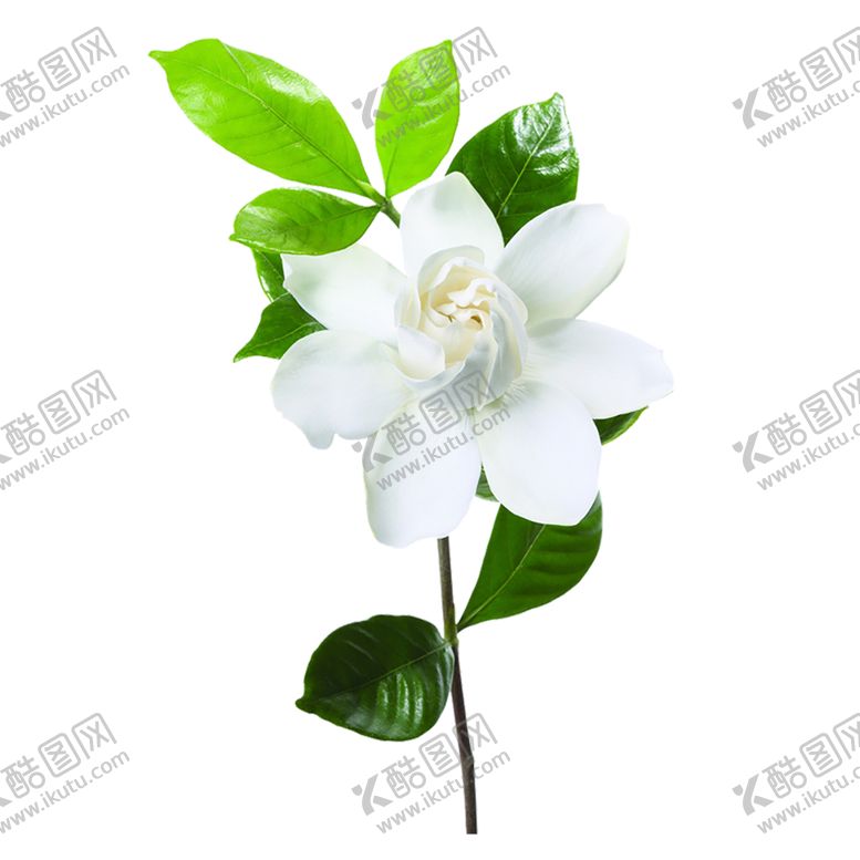 编号：31224907050710314072【酷图网】源文件下载-鲜花素材