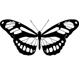 蝴蝶