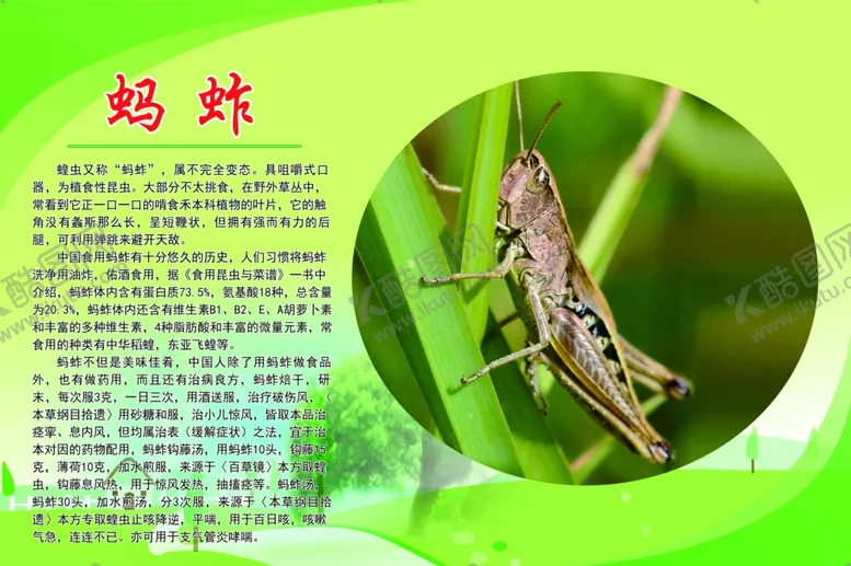 编号：34115702131102394485【酷图网】源文件下载-蚂蚱