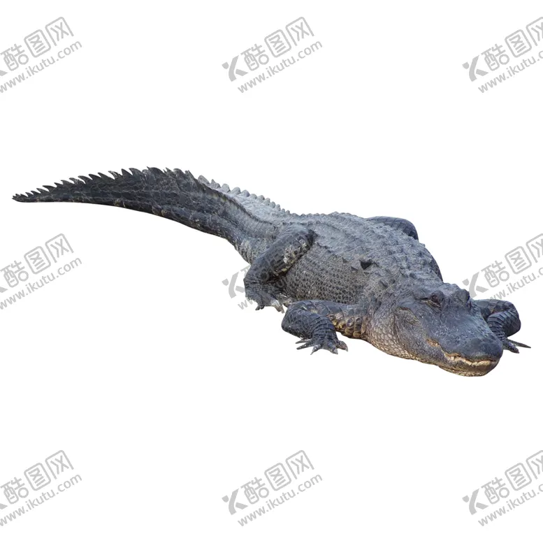 编号：47490302130249512618【酷图网】源文件下载-鳄鱼图片