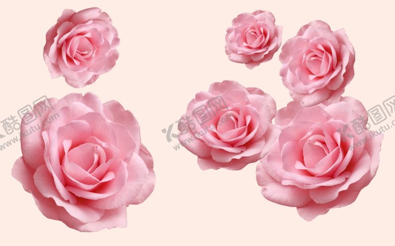 编号：56978210130138111384【酷图网】源文件下载-玫瑰花