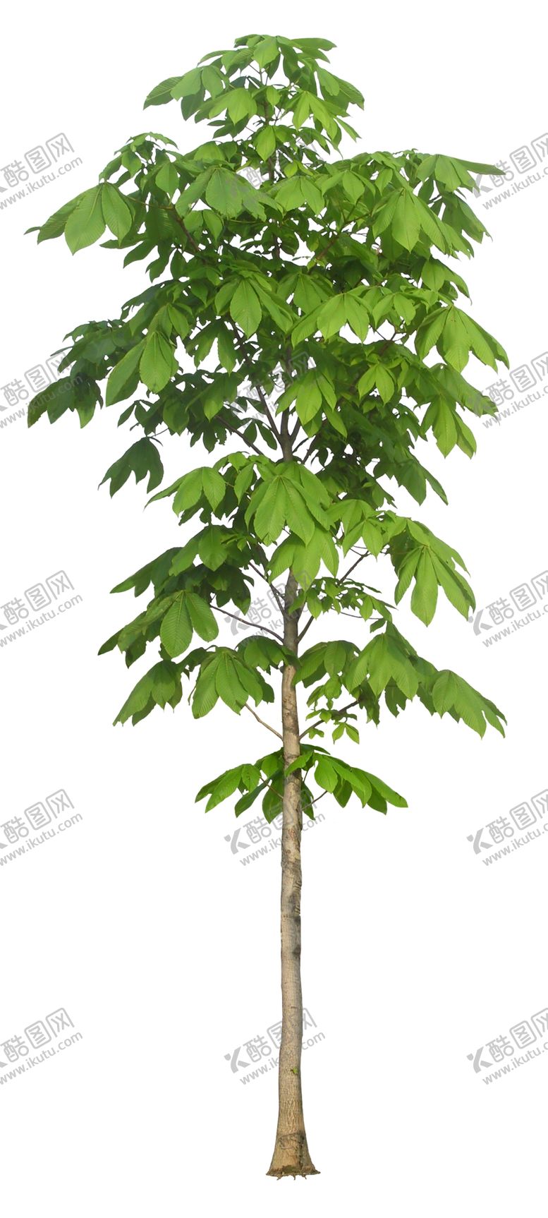 编号：54119310241836163845【酷图网】源文件下载-园林植物