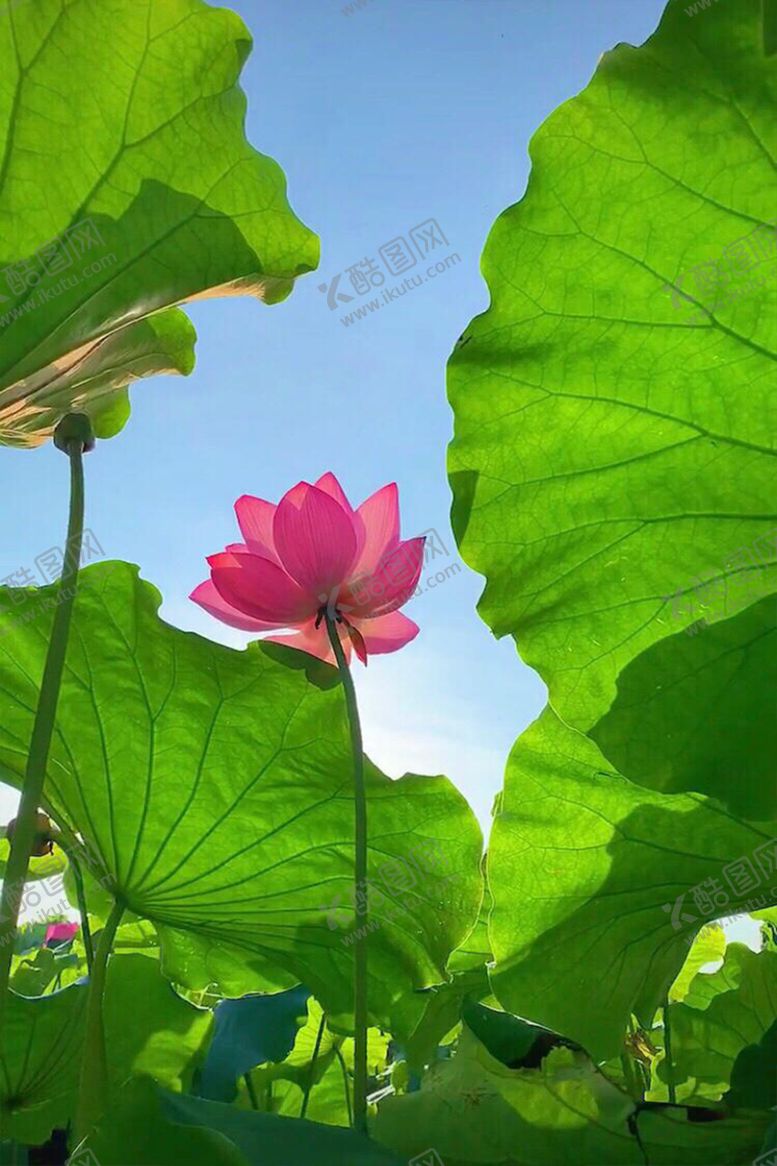 编号：23681009191541485935【酷图网】源文件下载-荷叶荷花