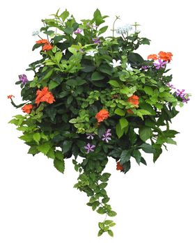 盆栽花卉